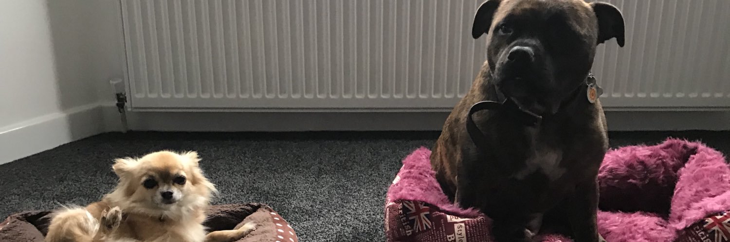 Jellypup's profile banner image