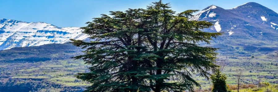 Joy Lahoud 🇱🇧✊🫡's banner