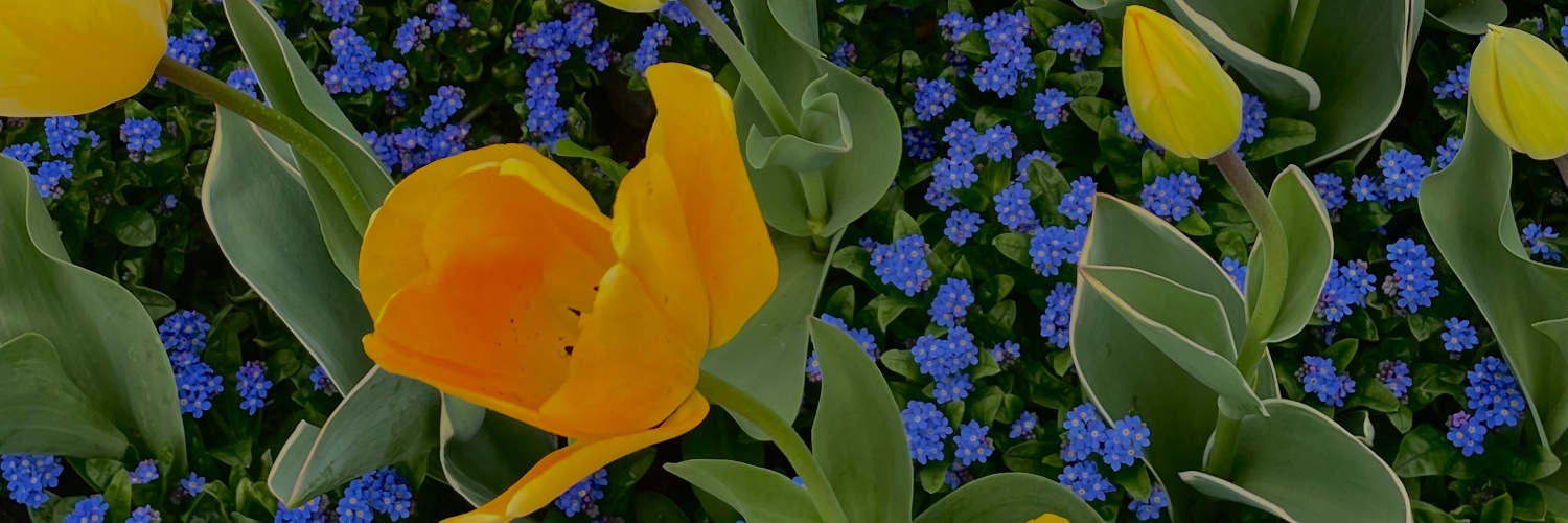 Kristynasme's profile banner image