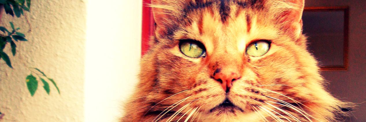beka_bear's profile banner image
