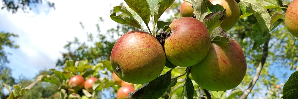 Sheppy's Cider banner