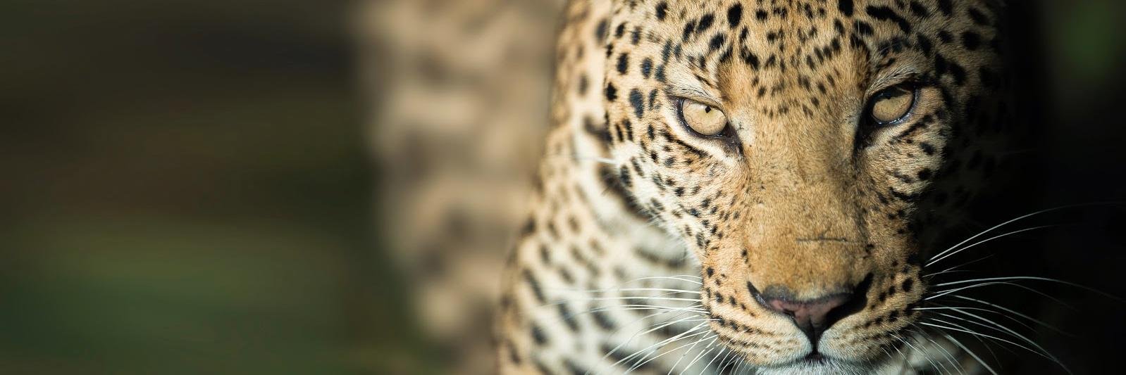 Wim van den Heever banner