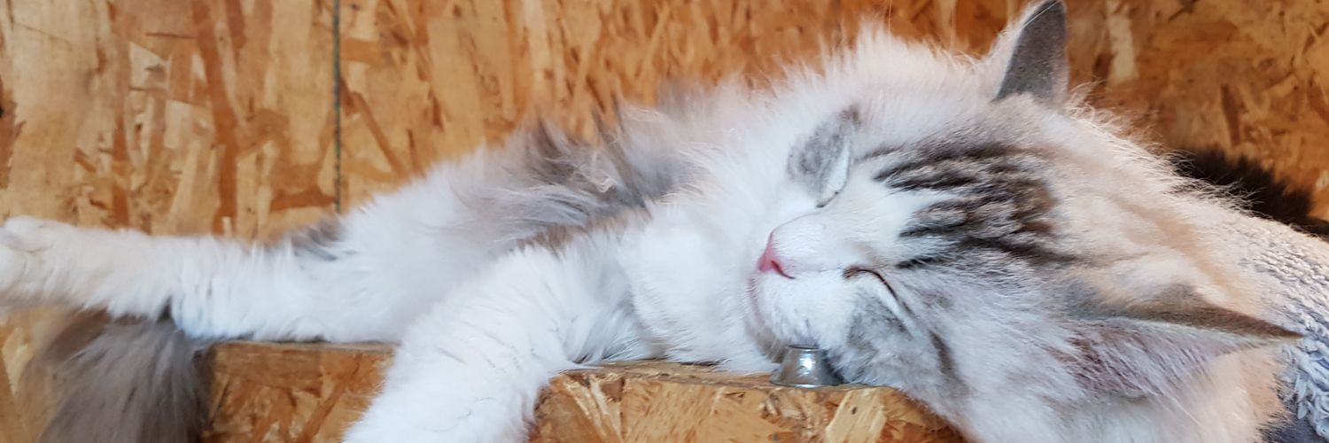 ___catThe's profile banner image