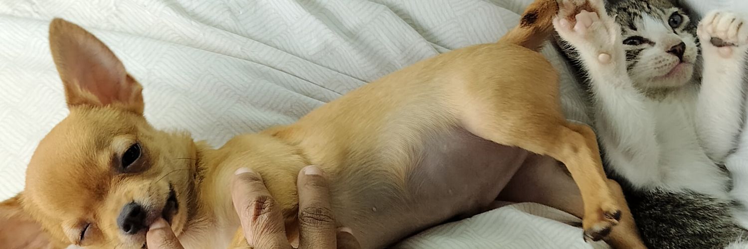 ChuckieVitto's profile banner image