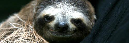 Slothfucius's profile banner image