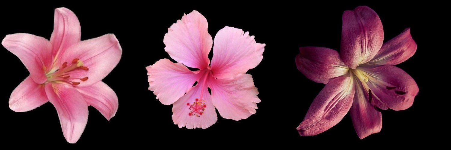 dannie4rmstrong's profile banner image