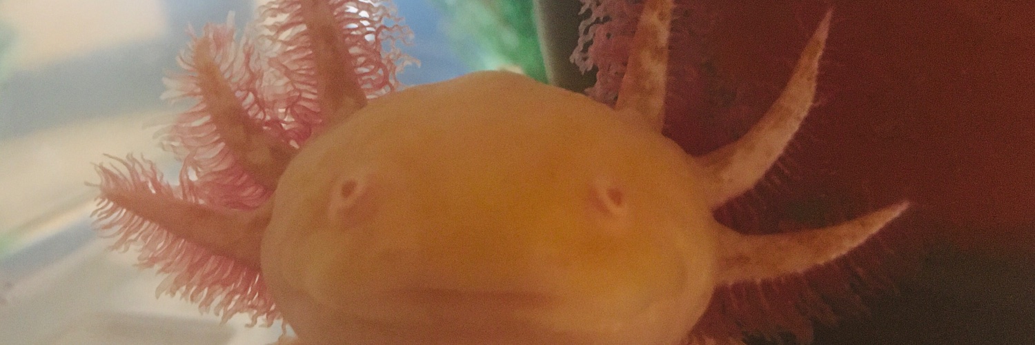 SherrieSparkle's profile banner image