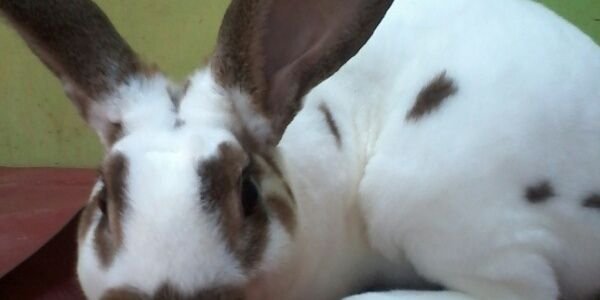 KevinoRabbit's profile banner image