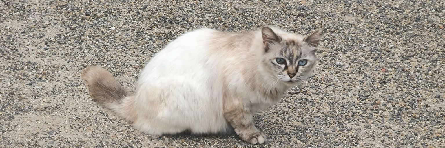 洸🌸願い事ひとつだけ🌈🌈🌈🌌🦉🎶🍀🍀 banner