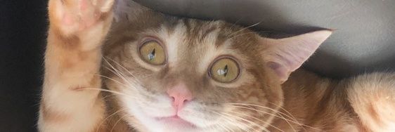 GGIMScrewed's profile banner image