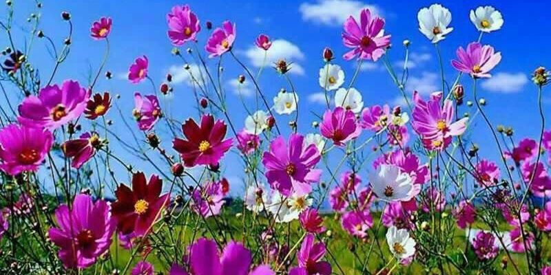 ابو عبدالرحمن العمري 🌷 banner