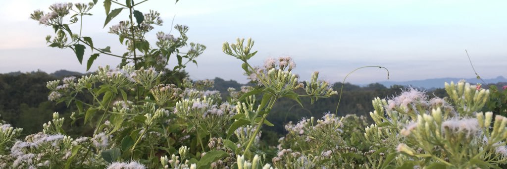 PoppieSara's profile banner image