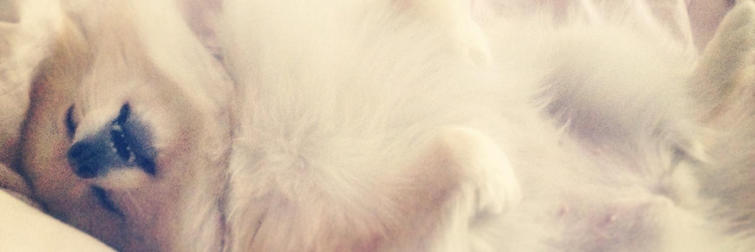 coconut_la's profile banner image