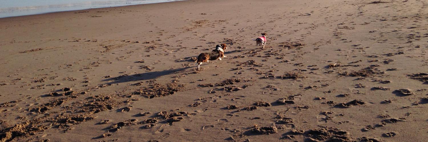 thestupidhound's profile banner image