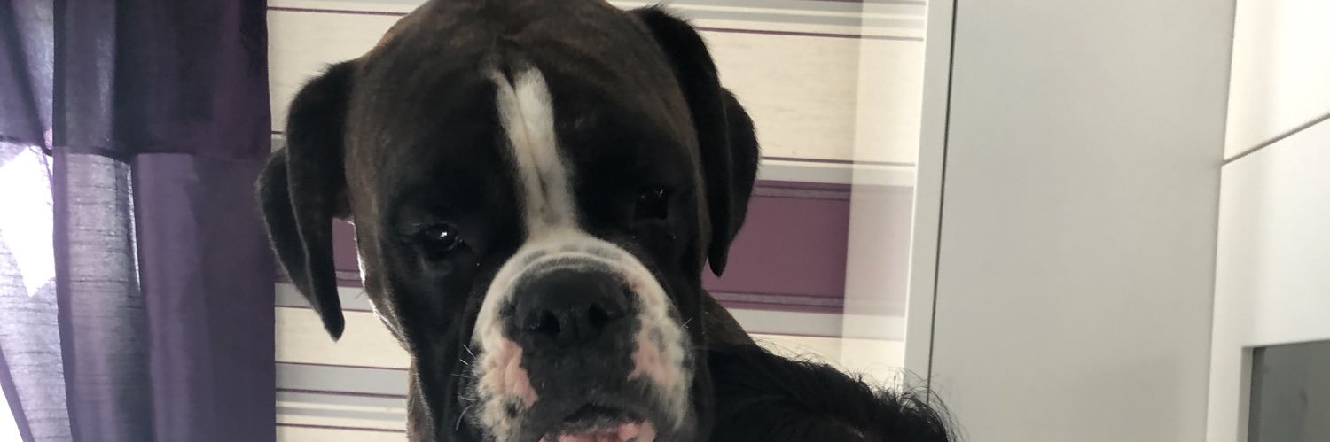 winston_boxer's profile banner image