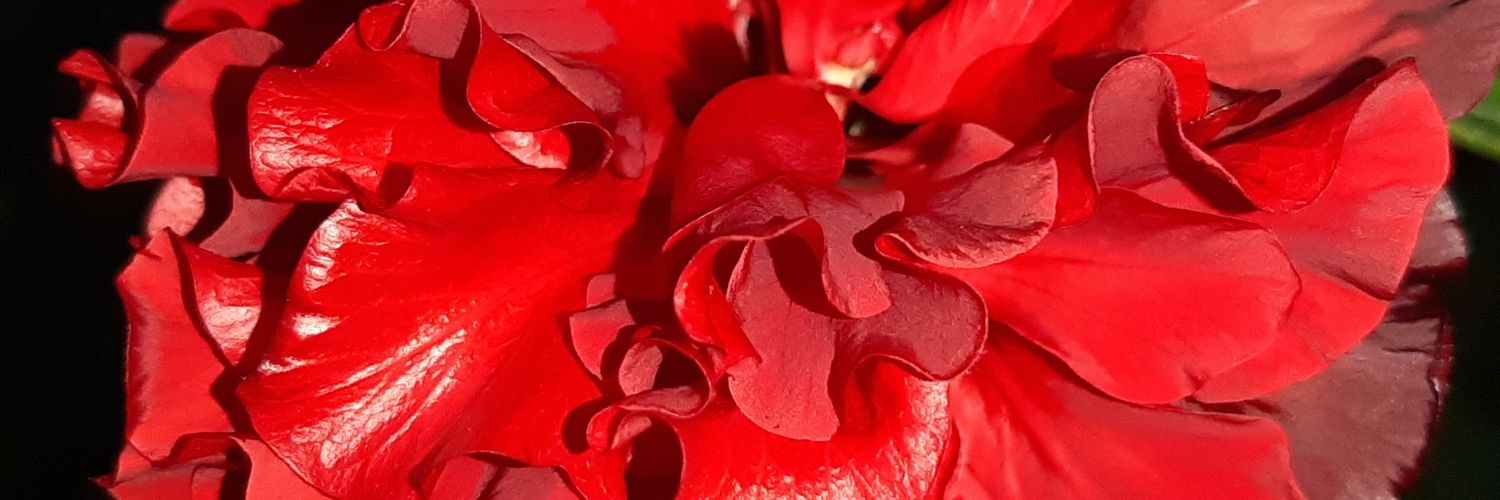 _AdyAlexander_'s profile banner image