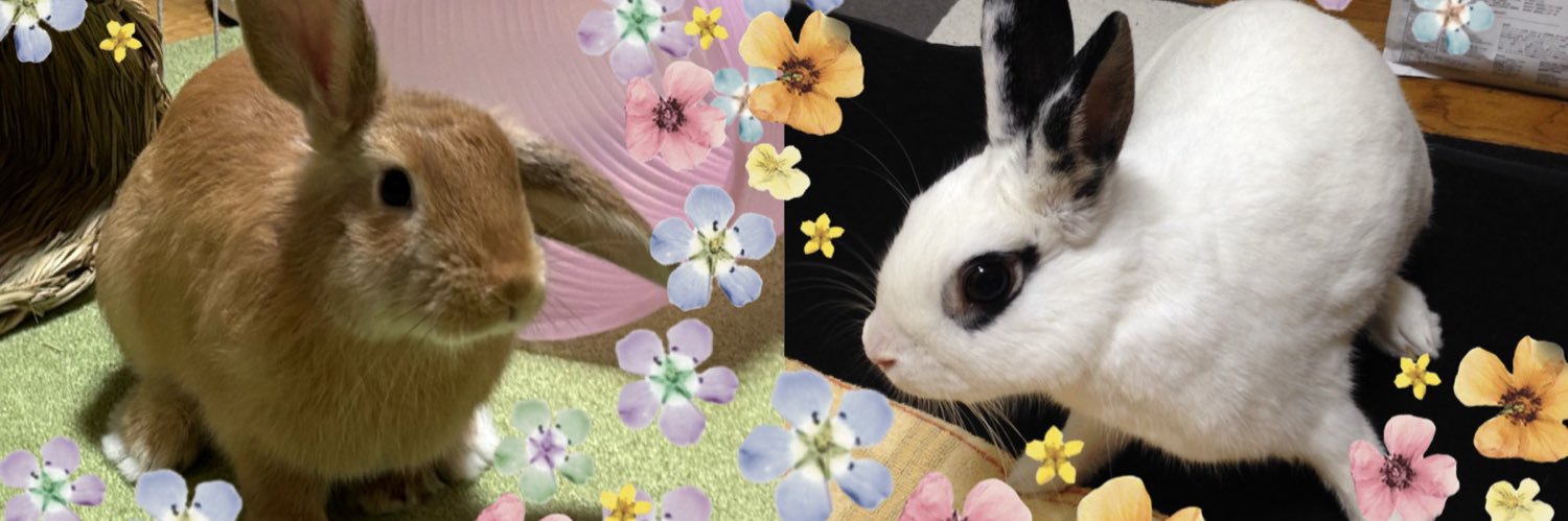 rabbit_u_chan_'s profile banner image