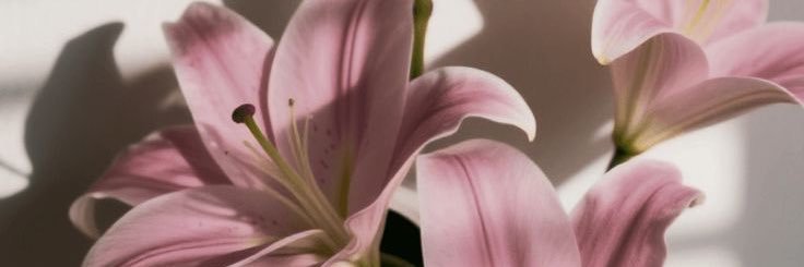 𝒜ня 🦢 banner