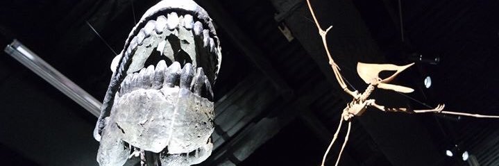 CcileDlice's profile banner image