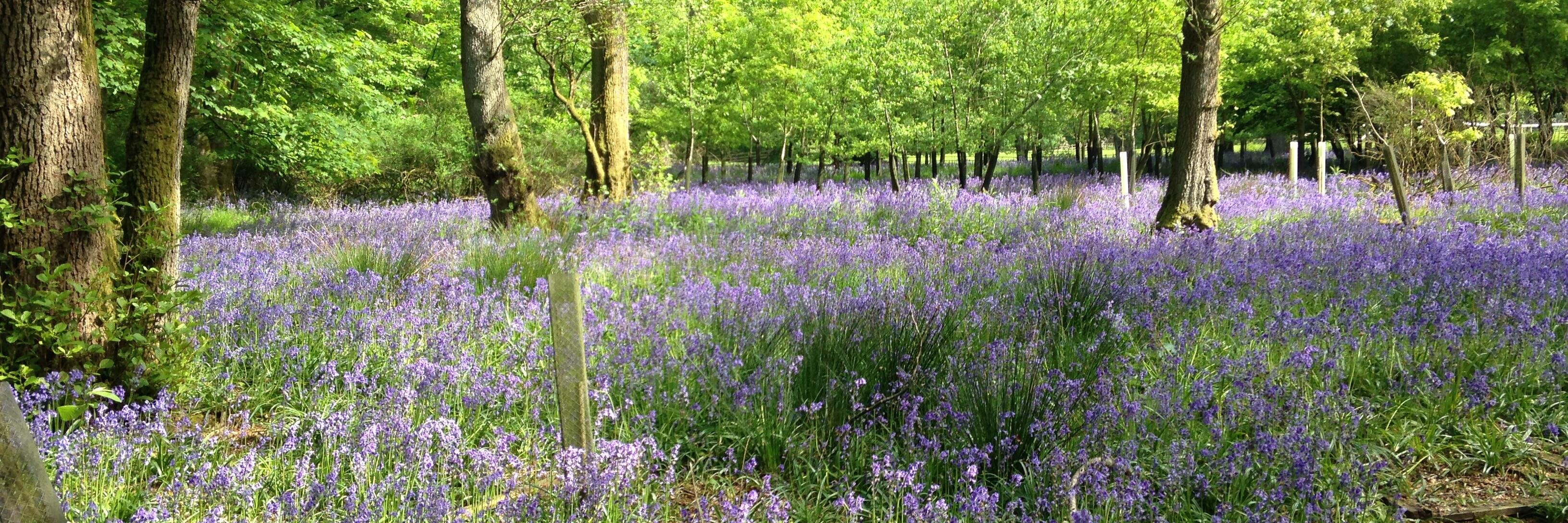 Plant Methods banner