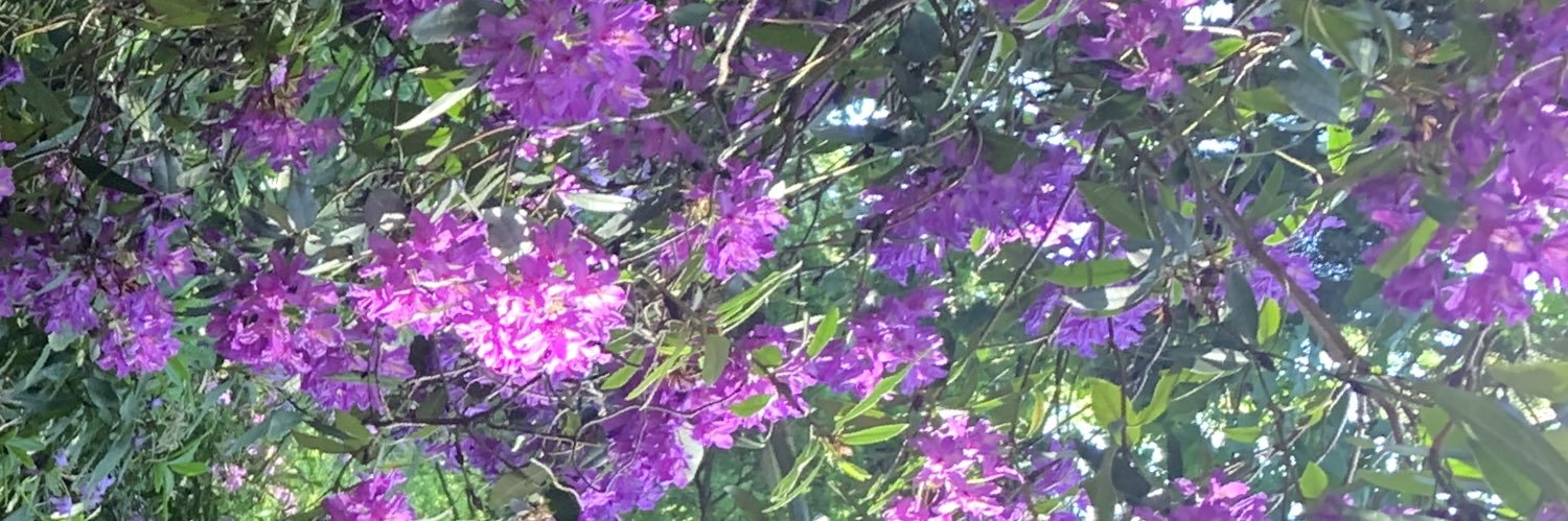 beccanelson__'s profile banner image