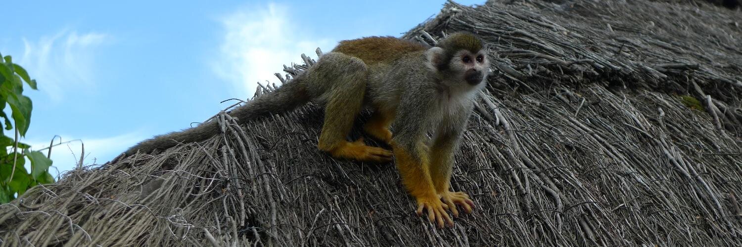 Sandrine Loiseau banner