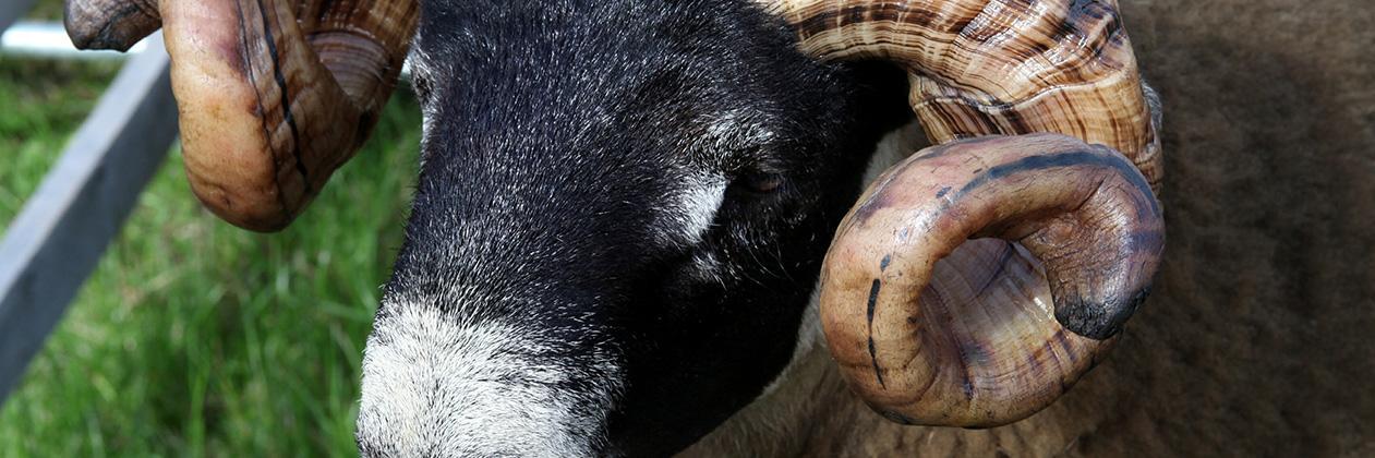 DumfriesShow's profile banner image