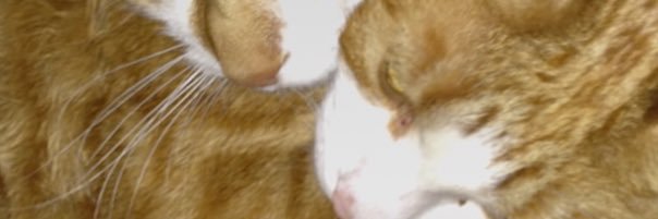 carolmid's profile banner image