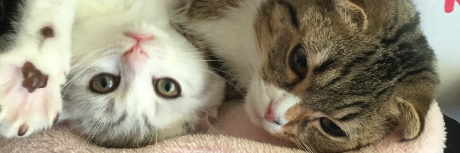 Halcat0127's profile banner image