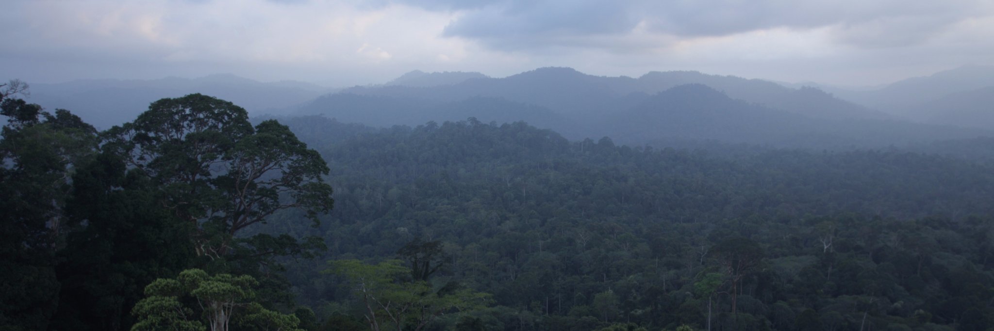 Forest Governance and Policy banner