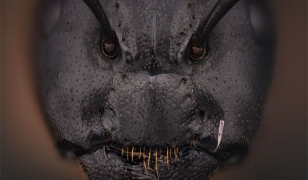 Demonic Ant banner