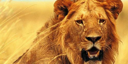 Orion Coaching banner