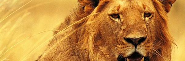 ORION_coaching Profile Banner