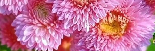 lisathomson670's profile banner image