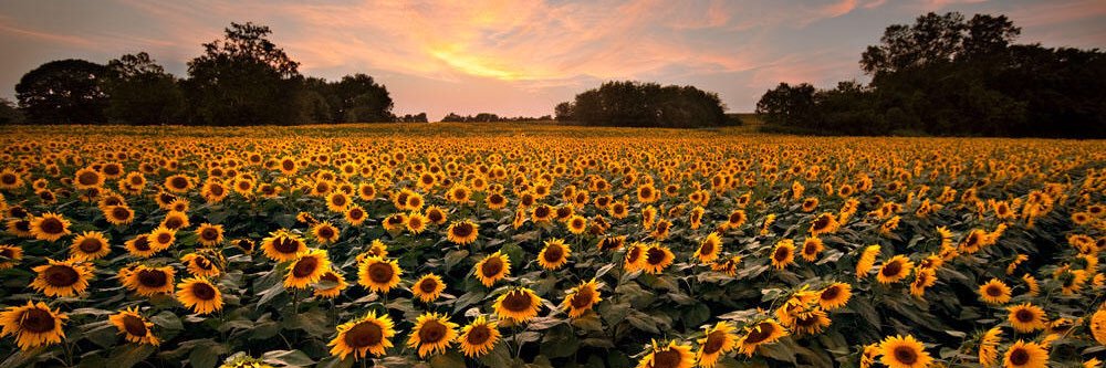 KansasSommer's profile banner image