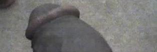 GibbsChilli's profile banner image