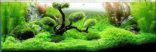 black_elver2's profile banner image