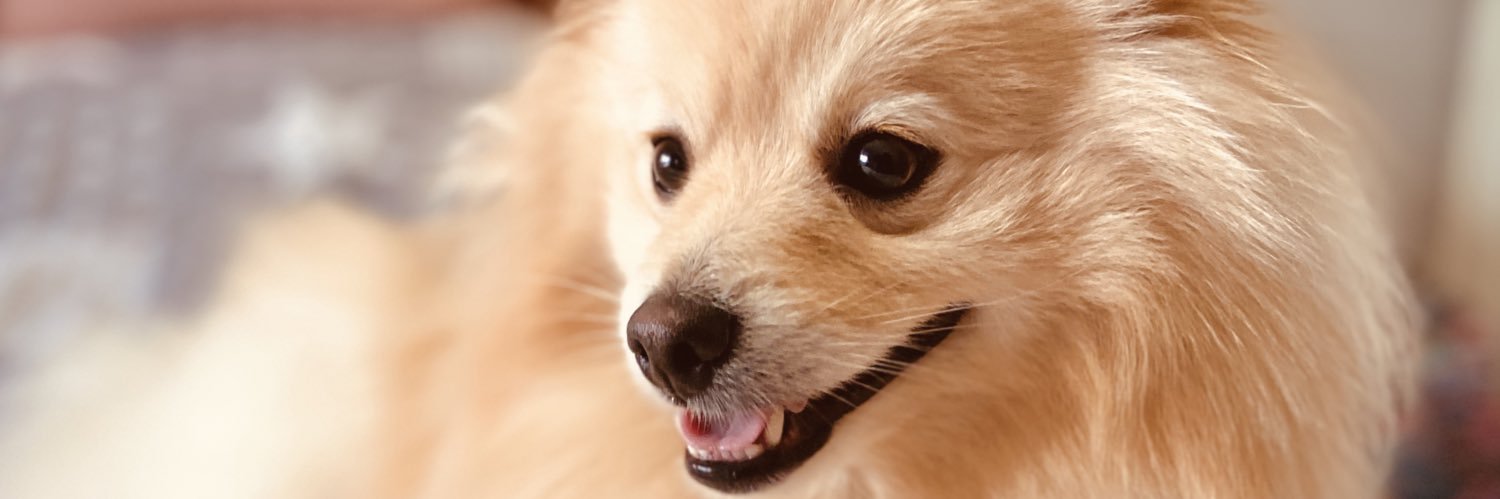 gabsppinto_'s profile banner image