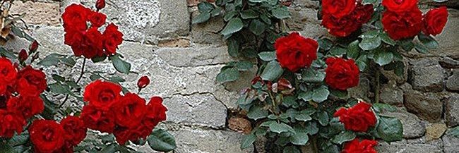 b8b6815b8aaa481's profile banner image