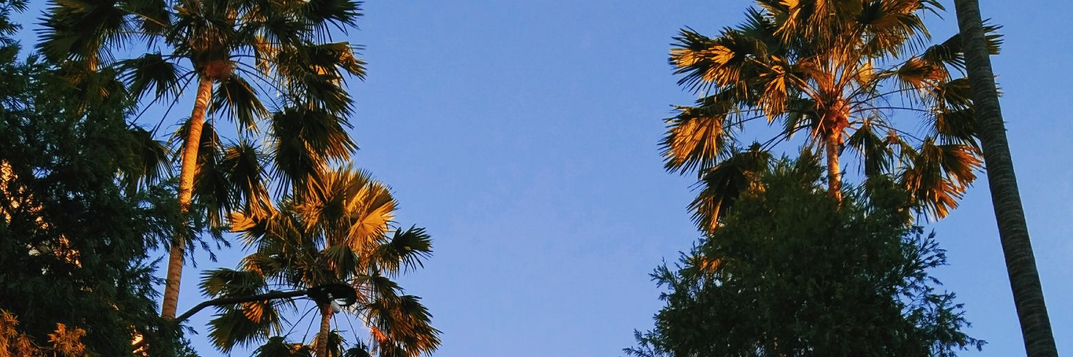 Selfinm_'s profile banner image