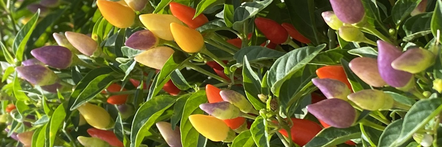 WilliamsLahn's profile banner image