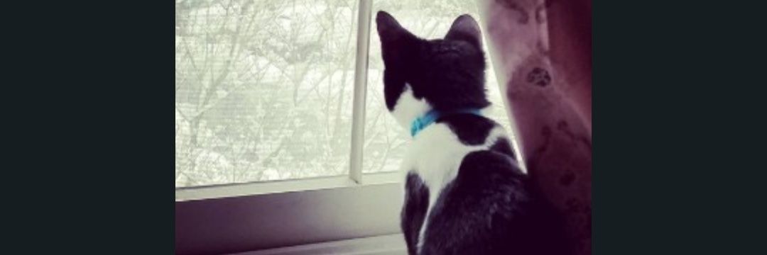 Cara Mayberry banner