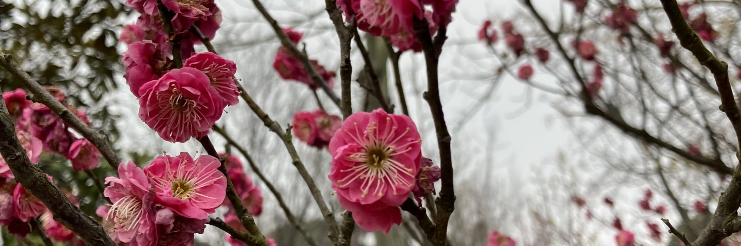 新馬鈴(しんじゃが️)⚠️固ツイ移行先 banner