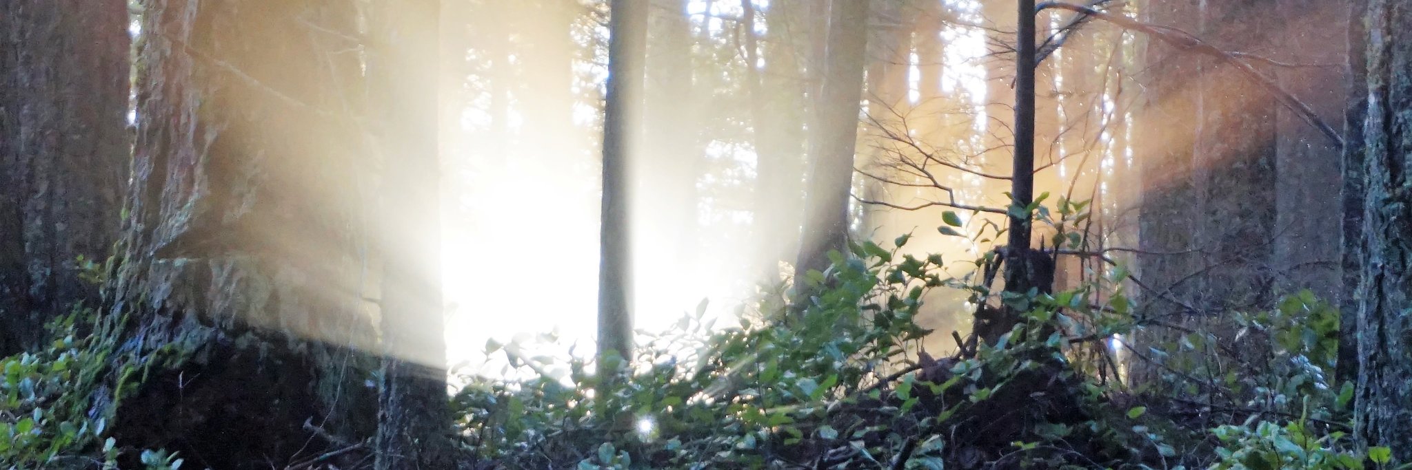 Firesofcompassi's profile banner image
