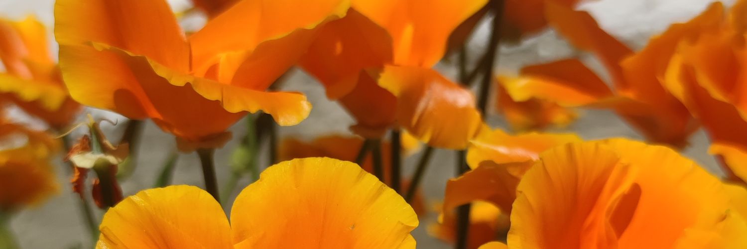 janeydargent's profile banner image