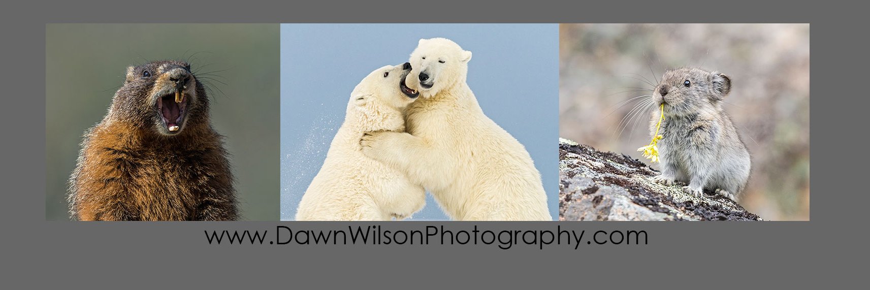 Dawn Wilson banner