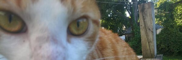 DFNewsCat Profile Banner