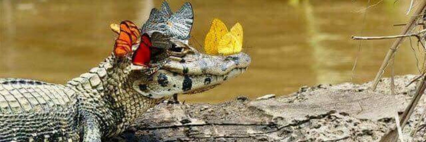 ElvisAlligatori's profile banner image