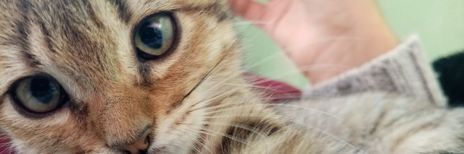 luzlight_al's profile banner image