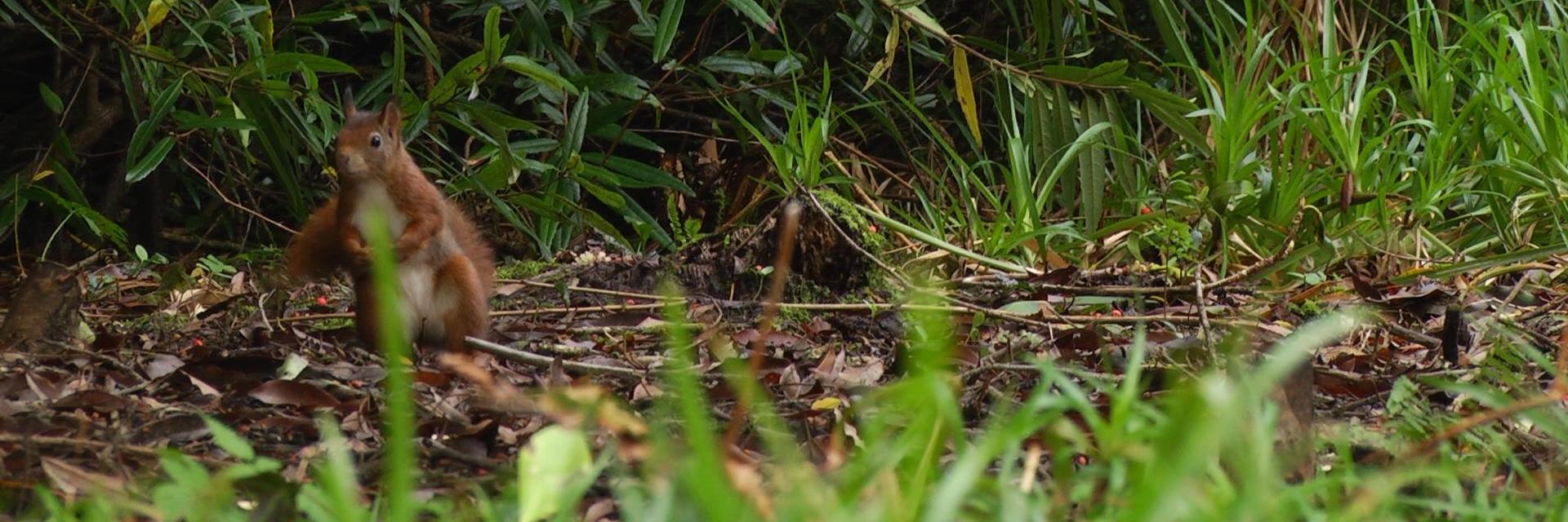 🄿🄸🅉🅉🄰🄺🅈 🄲🄷🄾🅆 🐿 banner